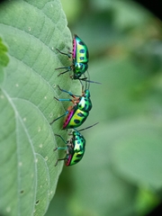 Chrysocoris