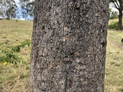 Erythrina vespertilio
