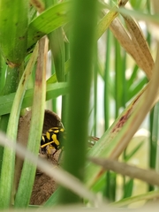 Phimenes flavopictus