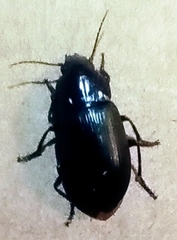 Harpalus dimidiatus