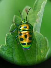 Chrysocoris