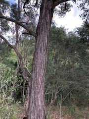 Eucalyptus siderophloia