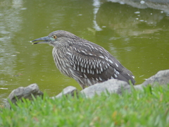 Nycticorax nycticorax