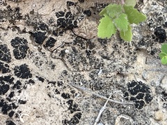 Lichinaceae