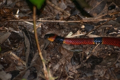 Micrurus diastema