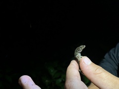 Potamites ecpleopus