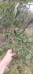 Rhamnus davurica