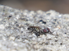 Cyrtopogon