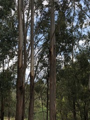 Eucalyptus pilularis
