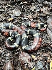 Micrurus surinamensis