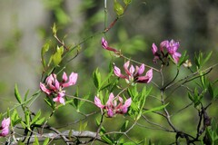 Rhododendron periclymenoides