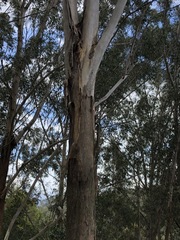 Eucalyptus pilularis