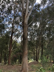 Eucalyptus pilularis