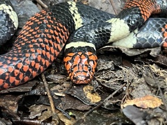 Micrurus surinamensis