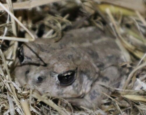 iNaturalist observation photo of Western Toad