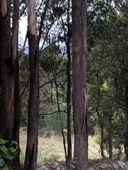 Eucalyptus pilularis