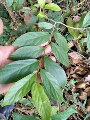 Alangium polyosmoides tomentosum