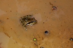 Ptychadena longirostris