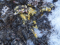 Gyalolechia bracteata