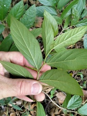 Alangium polyosmoides tomentosum