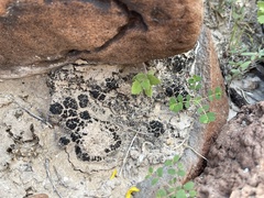 Lichinaceae