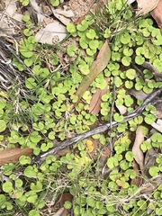 Dichondra repens