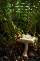 Melanoleuca verrucipes