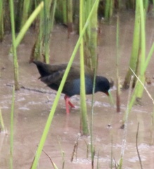 Pardirallus sanguinolentus