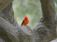 Pyrocephalus rubinus