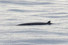 Balaenoptera acutorostrata