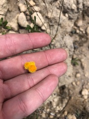 Chrysocephalum apiculatum