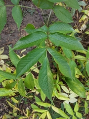 Sambucus racemosa