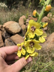 Verbascum virgatum