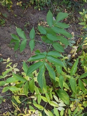 Sambucus racemosa