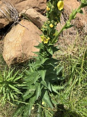 Verbascum virgatum