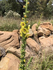 Verbascum virgatum