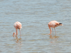 Phoenicopterus ruber