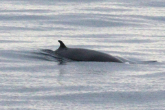 Balaenoptera acutorostrata
