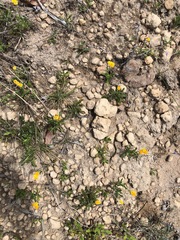 Chrysocephalum apiculatum