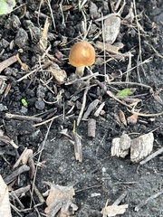 Fungi