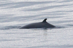 Balaenoptera acutorostrata