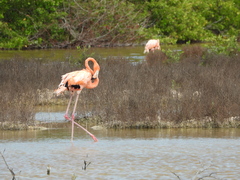 Phoenicopterus ruber