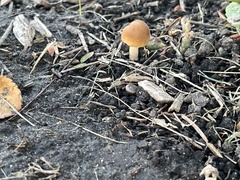 Fungi