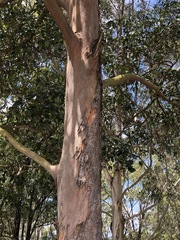 Lophostemon confertus