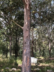 Lophostemon confertus