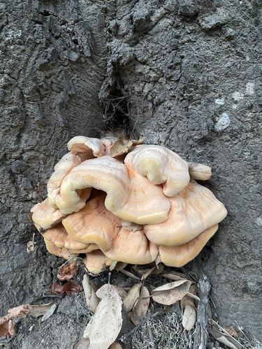 iNaturalist observation photo of Western Hardwood Sulphur Shelf