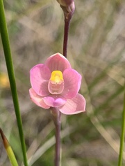 Thelymitra carnea