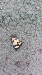 Baeotis zonata zonata