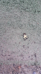 Baeotis zonata zonata