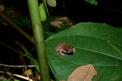 Arthroleptis poecilonotus
